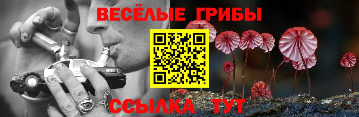 Тихвин  наркотики  Вход с VPN  Галлюциногенные грибы Psilocybine cubensis 